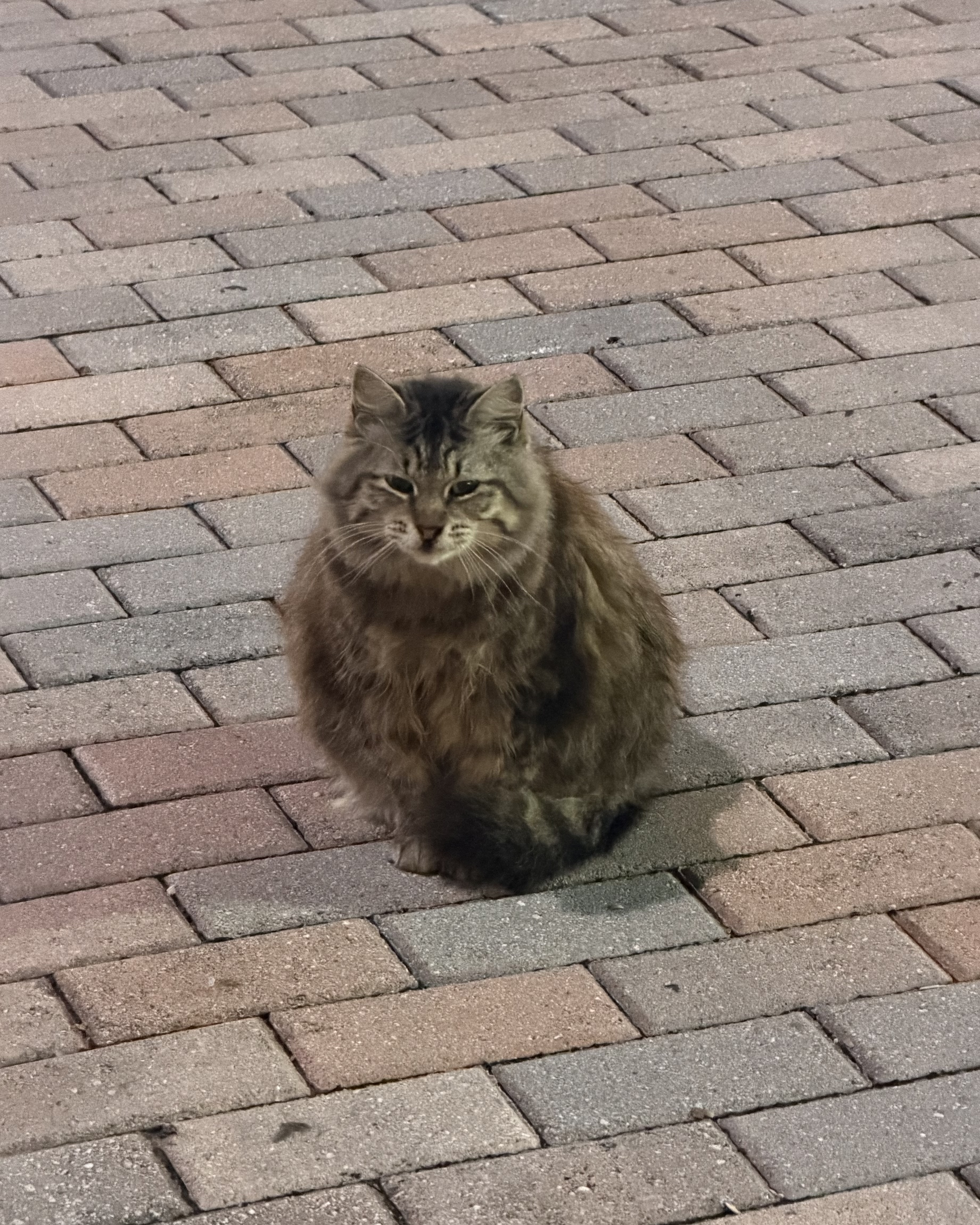 Bumper the Cat