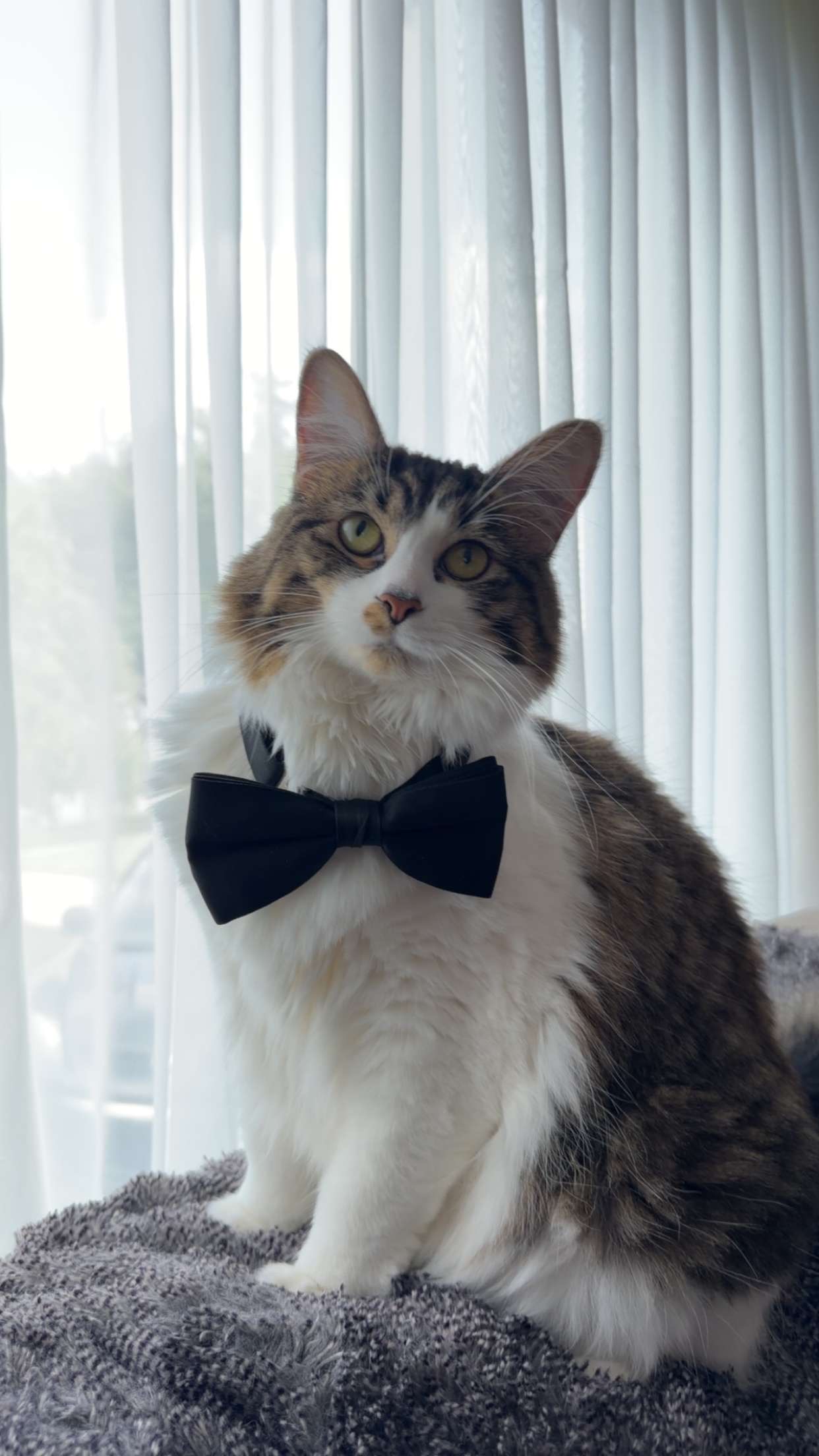 Photo of Cat 5