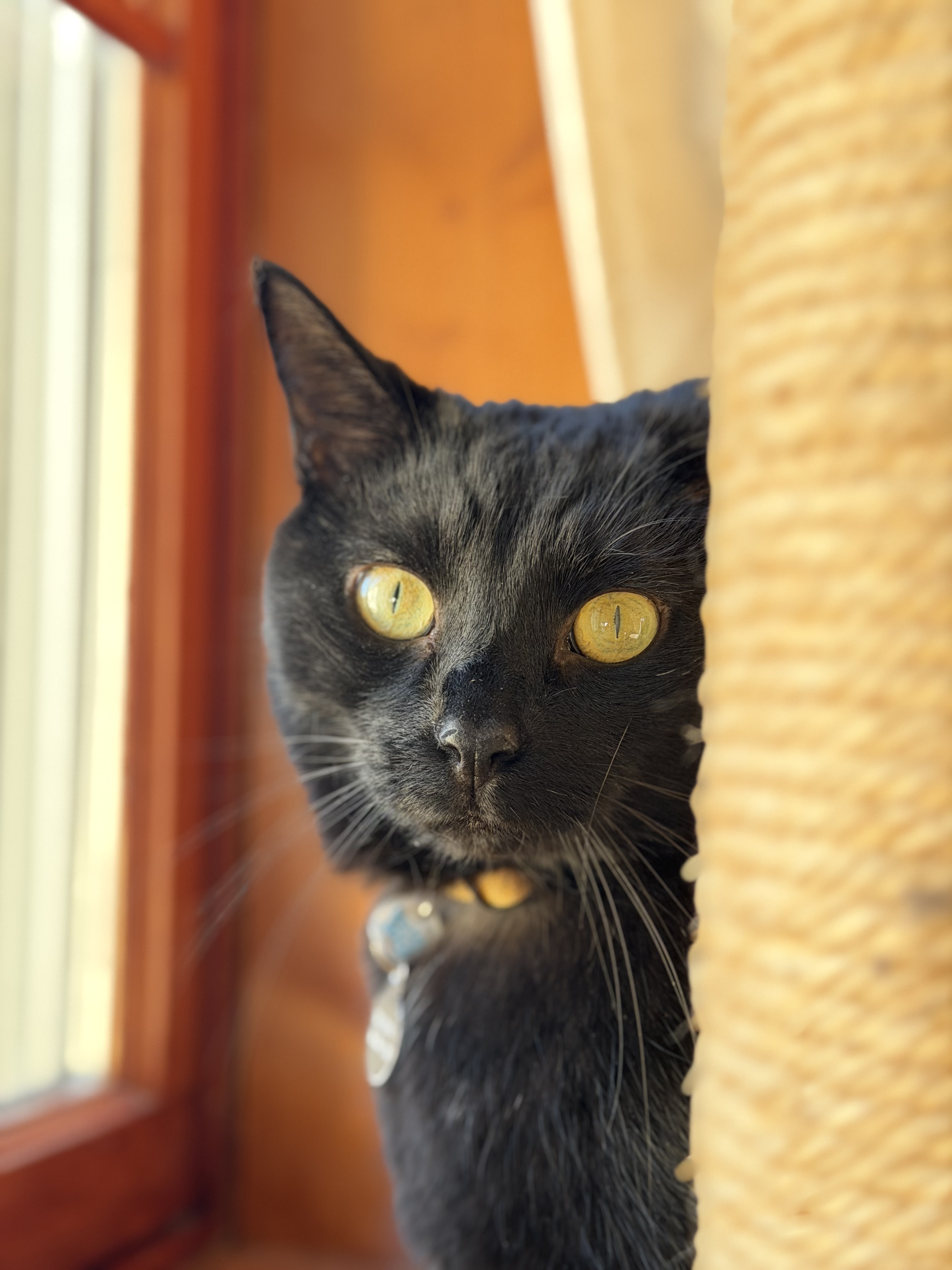 Photo of Shadow