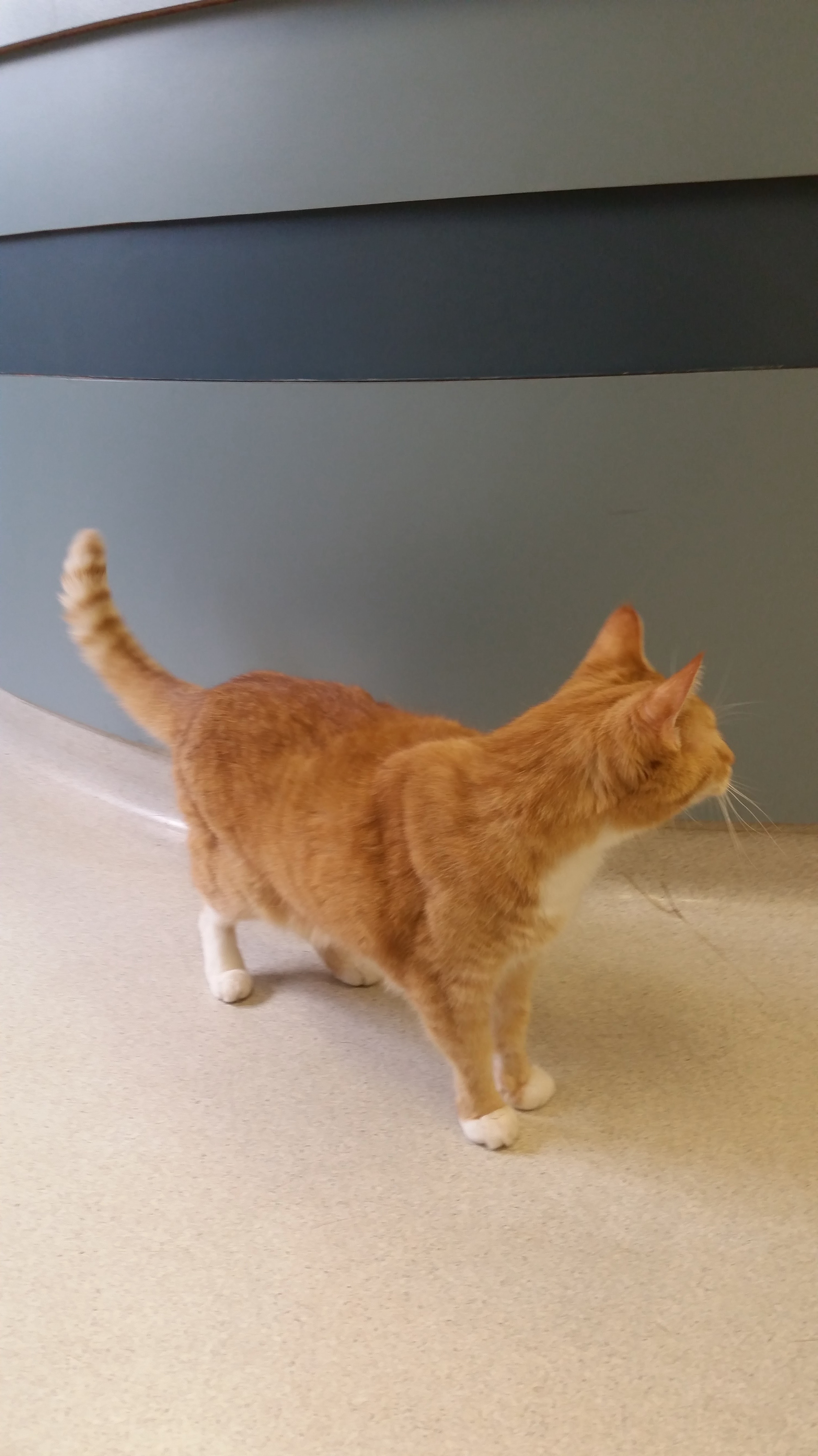 Photo of Simba