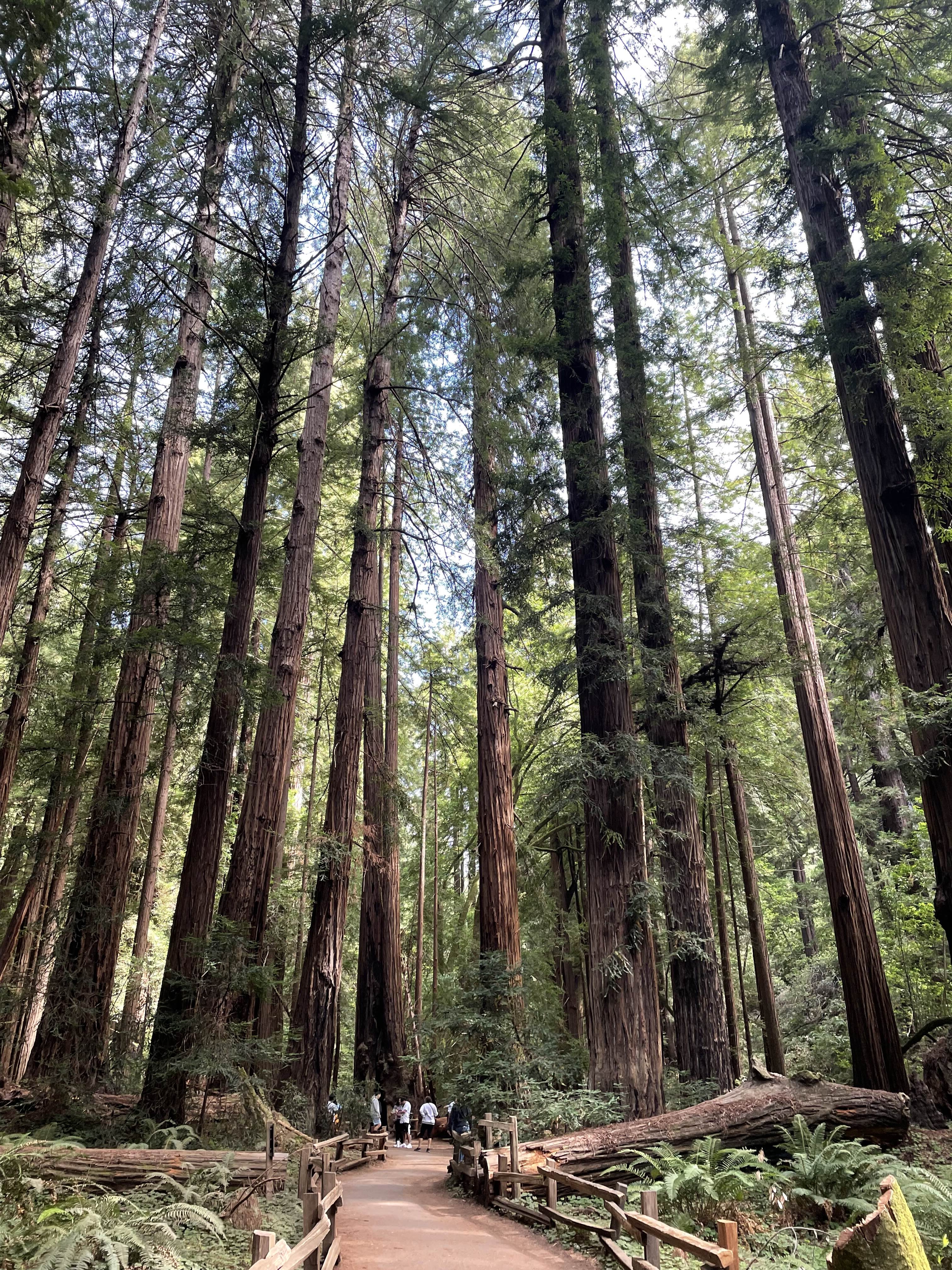 The many trees of Muir Woods National Monument