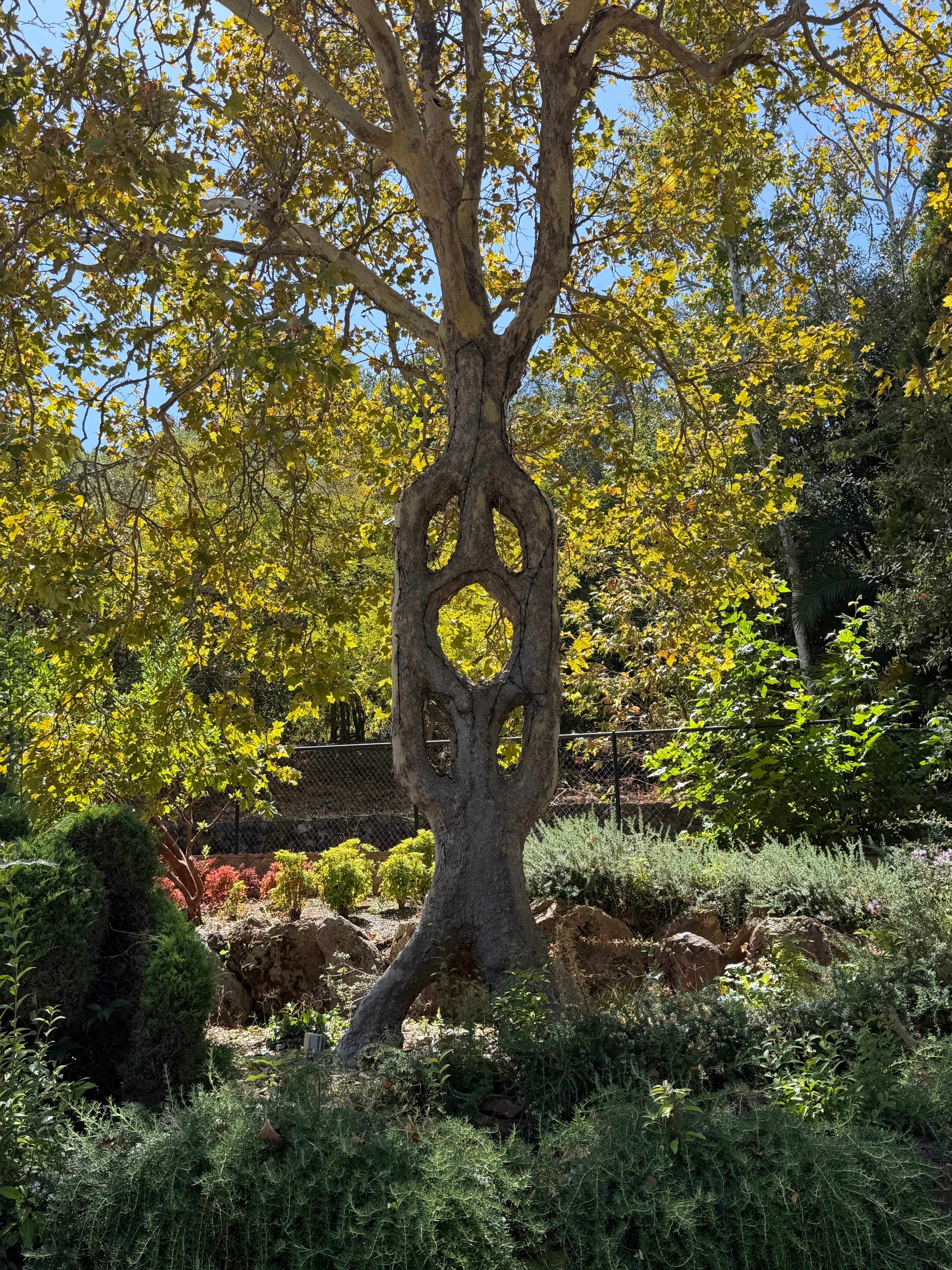 Emblem Tree
