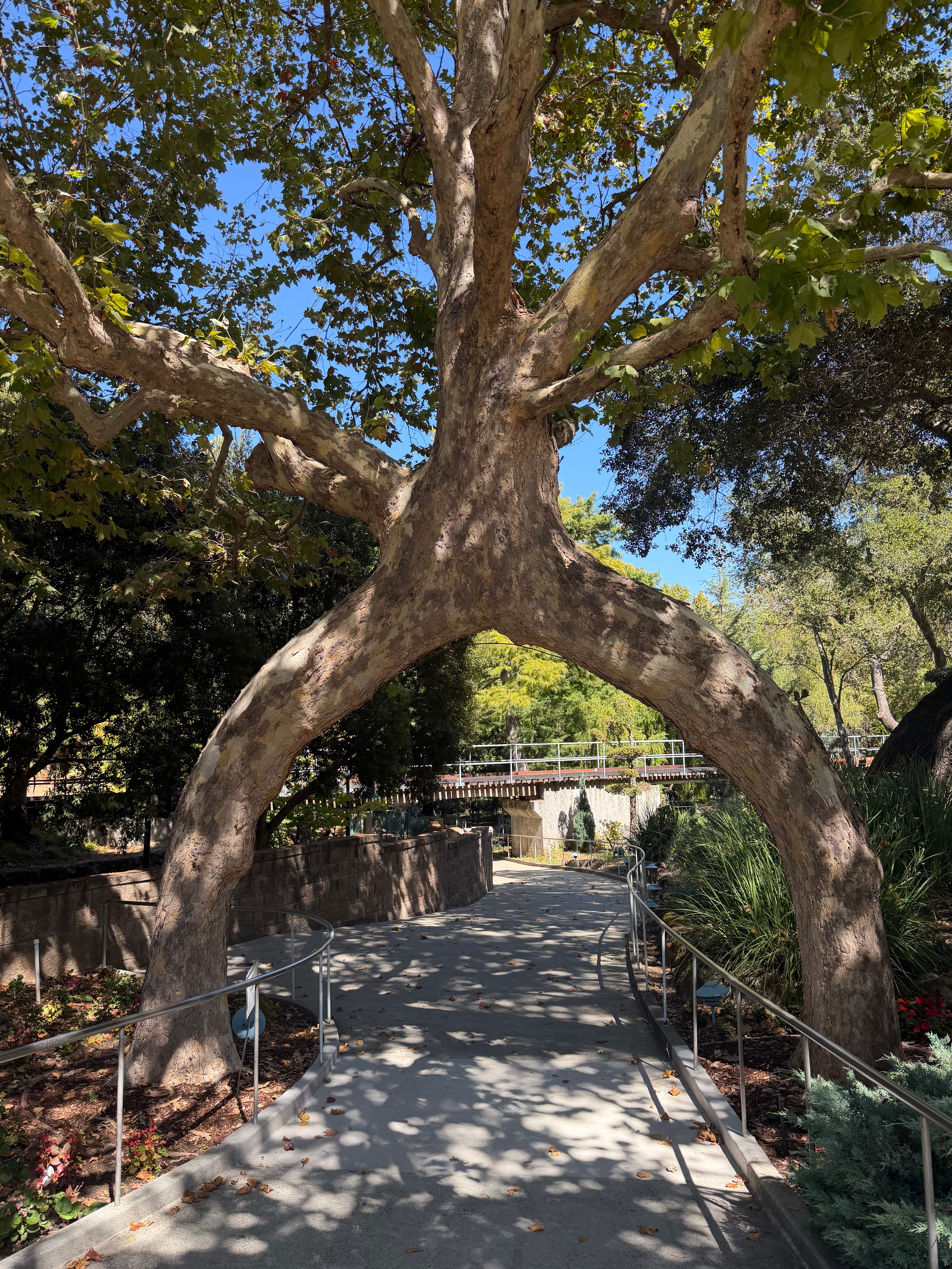 Arch Tree