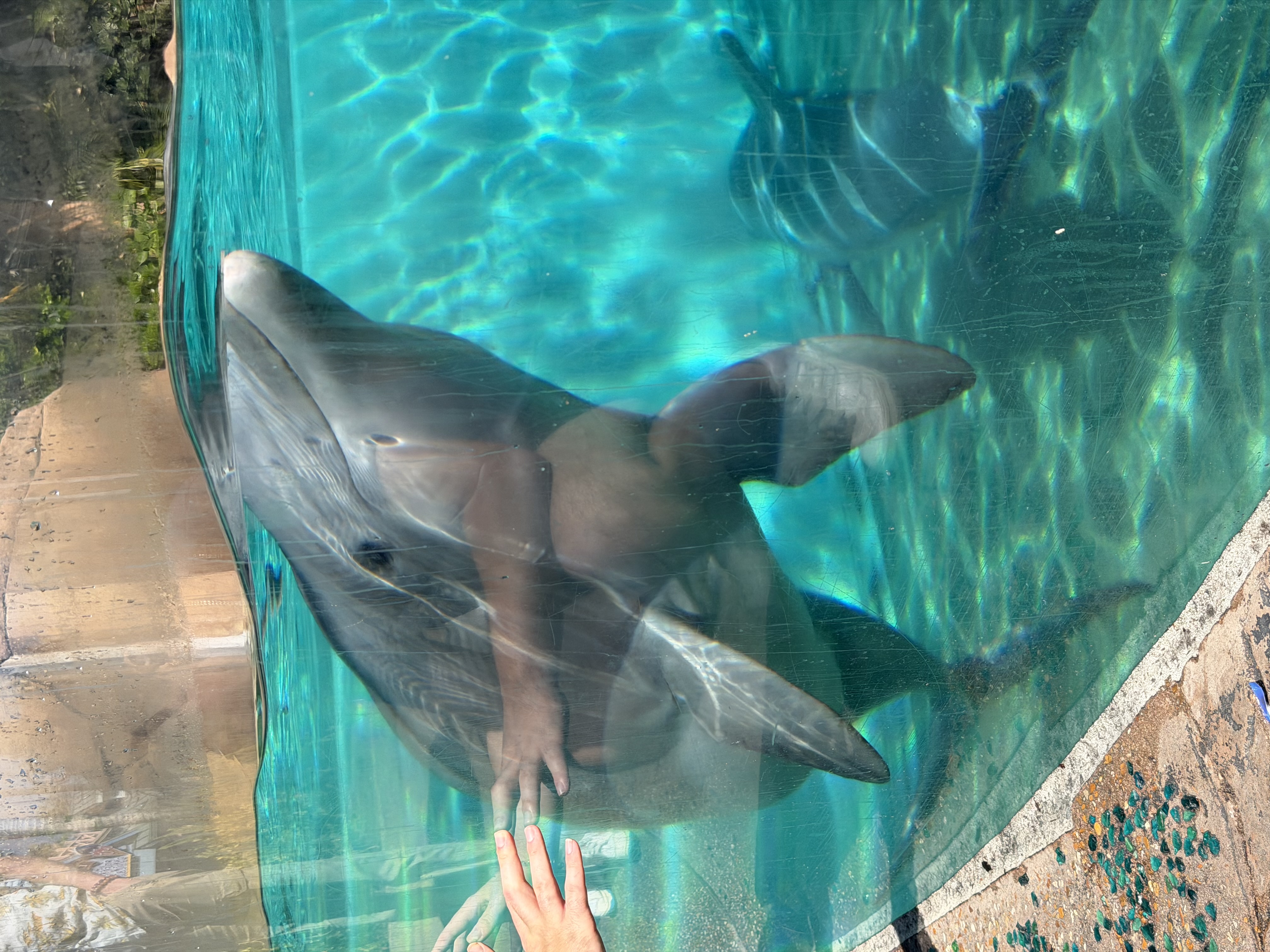 Dolphins